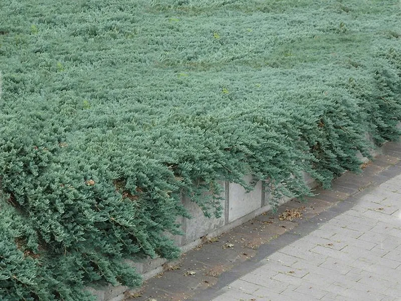 jalowiec-plozacy-juniperus-glauca-group