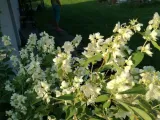 jasmin