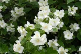 jasmin-jasminum