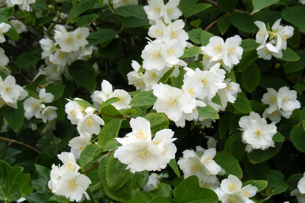 jasmin-jasminum