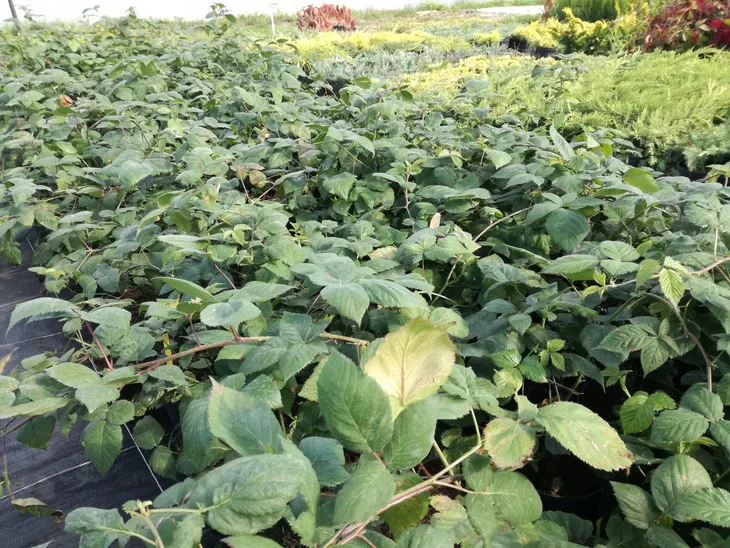 jezyna-thomfree-nr-983a-rodzaj-rosliny-maliny-i-jezyny-roslina-w-postaci-sadzonka-w-pojemniku-1-2l