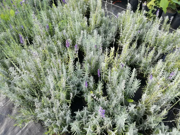 lawenda-silver-mist-nr-979a-roslina-w-postaci-sadzonka-w-pojemniku-1-2l-rodzaj-rosliny-inny