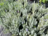 lawenda-silver-mist-nr-979a-roslina-w-postaci-sadzonka-w-pojemniku-1-2l-rodzaj-rosliny-inny