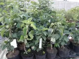 lilak-bez-fioletowy-roslina-w-postaci-sadzonka-w-pojemniku-1-2l-rodzaj-rosliny-inny