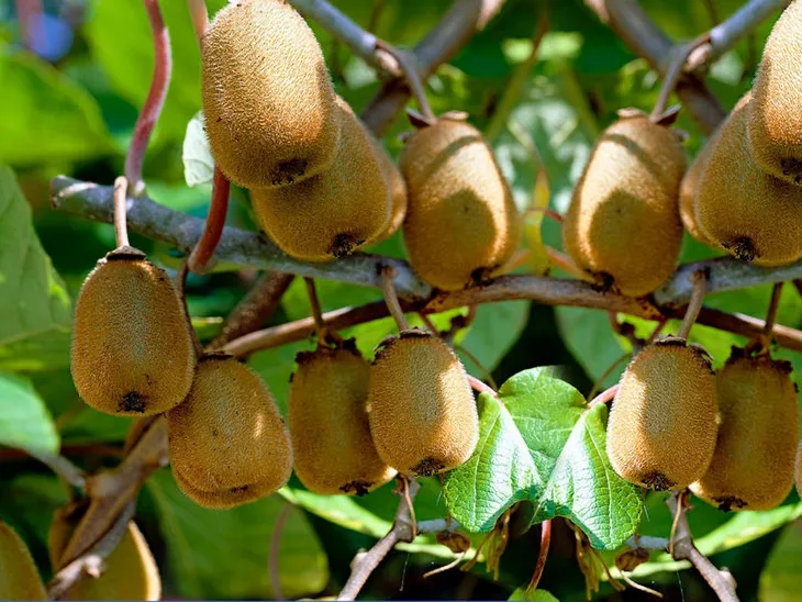 kiwi-actinidia-dr-szymanowski-meski