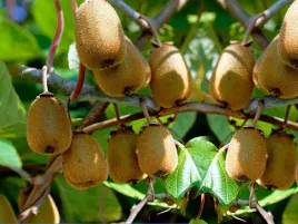 kiwi-actinidia-dr-szymanowski-meski
