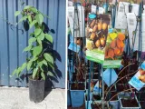 kiwi-actinidia-dr-szymanowski-meski-wiek-sadzonki-w-latach-2