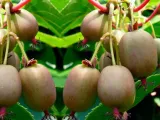 kiwi-actinidia-geneva-meska