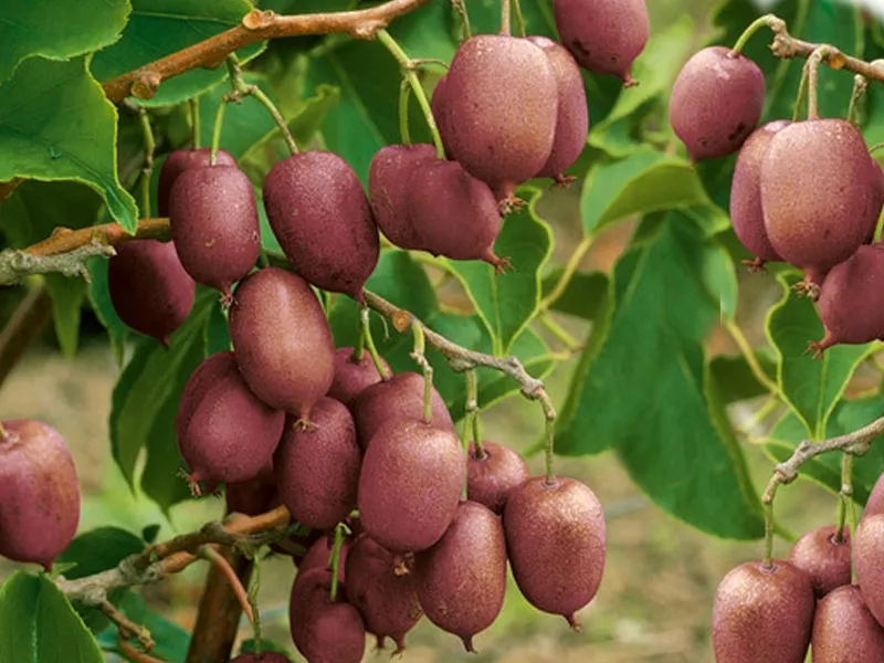 kiwi-actinidia-jumbo-meski