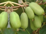 kiwi-actinidia-ananasya-meska