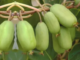 kiwi-actinidia-ananasya-meska