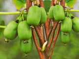 kiwi-actinidia-issai-meski