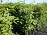 kiwi-actinidia-issai-meski-rodzaj-rosliny-inny