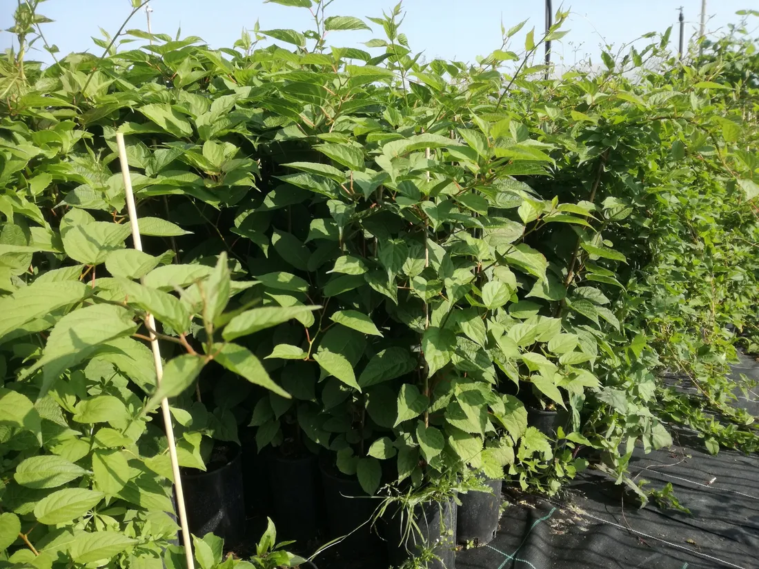 kiwi-actinidia-issai-meski-rodzaj-rosliny-inny