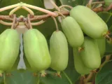 kiwi-actinidia-ananasya-meska