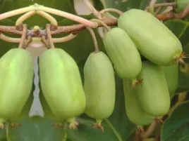 kiwi-actinidia-ananasya-meska