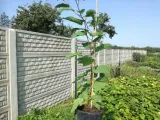kiwi-actinidia-ananasya-meska-styl-ogrod-nowoczesny