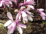 magnolia-galaxy