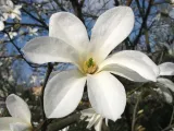 magnolia-kobus