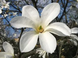 magnolia-kobus