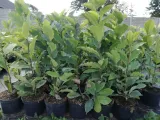 magnolia-kobus-rodzaj-rosliny-inny