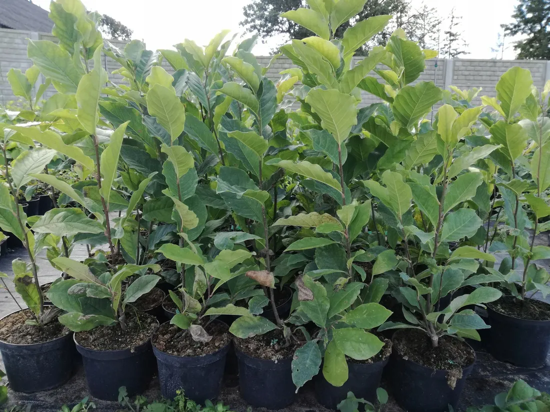 magnolia-kobus-rodzaj-rosliny-inny