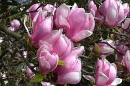magnolia-rozowa