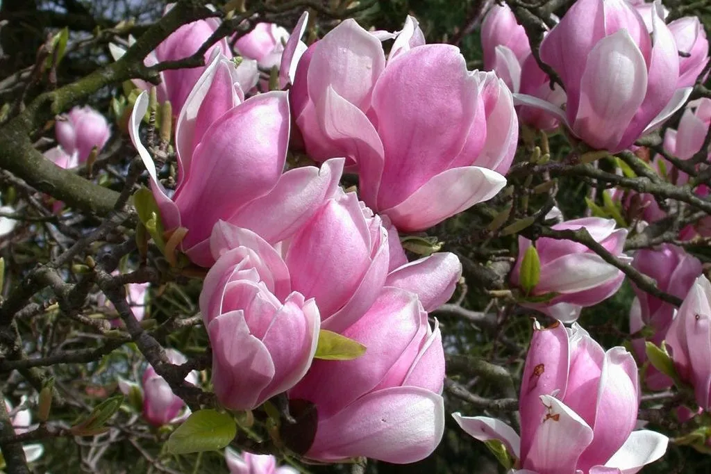 magnolia-rozowa
