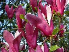 magnolia-susan