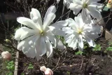 magnolia-biala