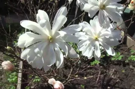 magnolia-biala