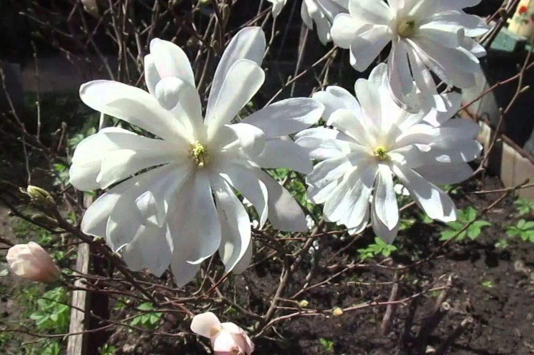 magnolia-biala