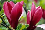 magnolia-czerwona