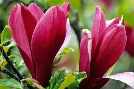 magnolia-czerwona