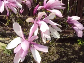 magnolia-galaxy