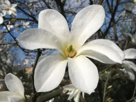 magnolia-kobus