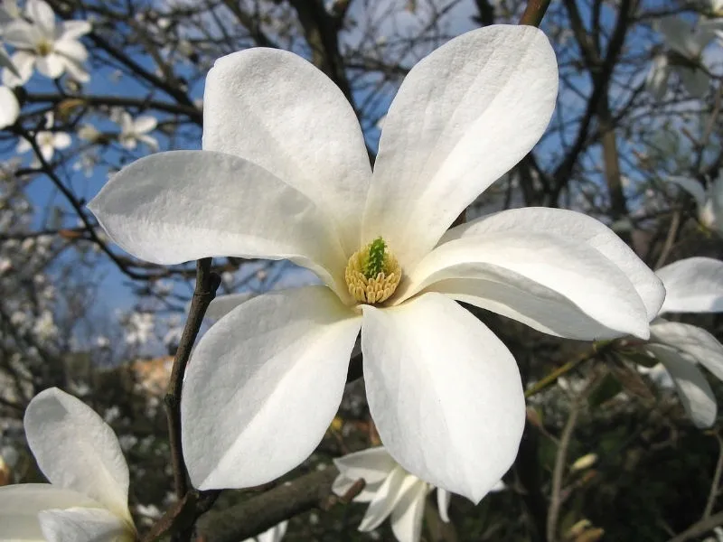 magnolia-kobus