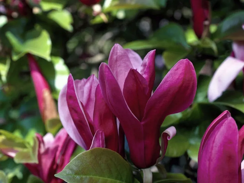 magnolia-nigra