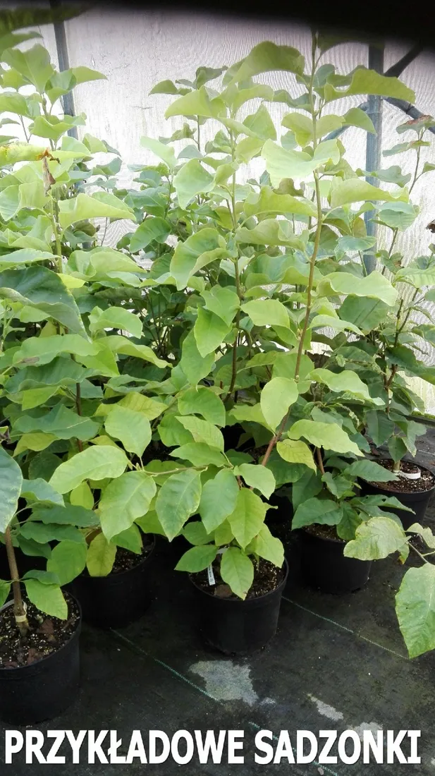 magnolia-nigra