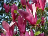 magnolia-susan