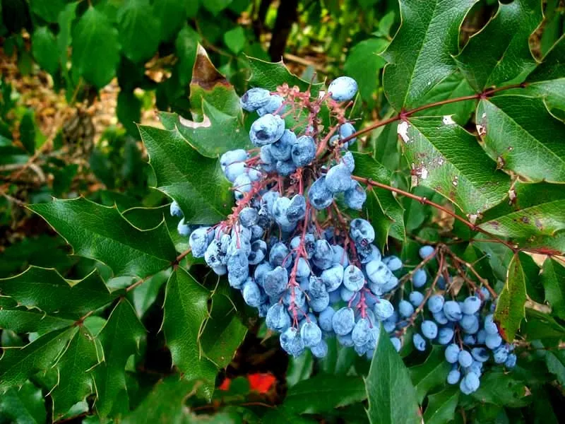 mahon-mahonia-aquifolium