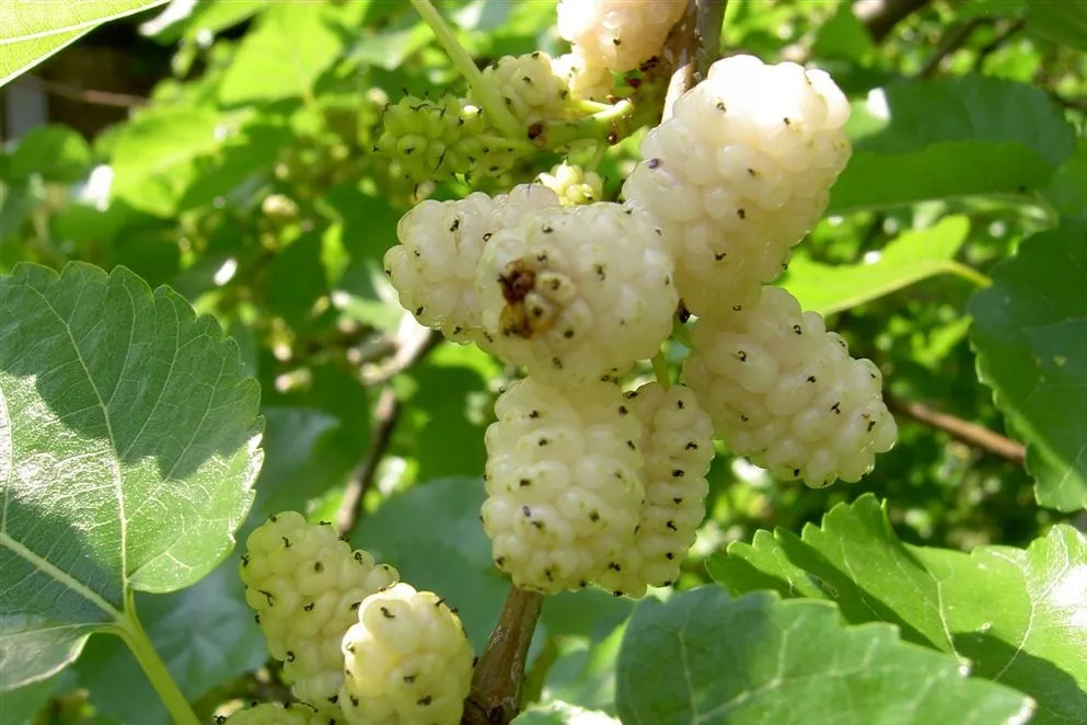 morwa-biala-morus-alba-alba