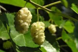 morwa-biala-morus-alba-nigra