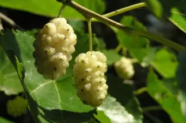 morwa-biala-morus-alba-nigra