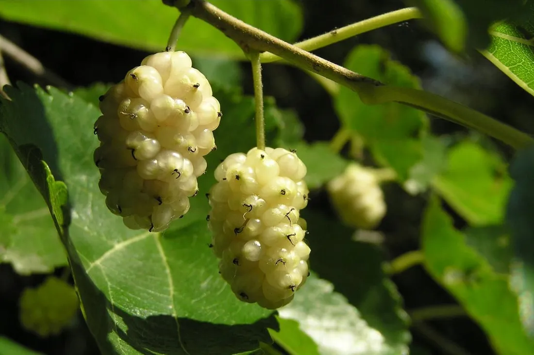 morwa-biala-morus-alba-nigra