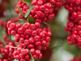 ognik-pyracantha-coccinea-czerwony