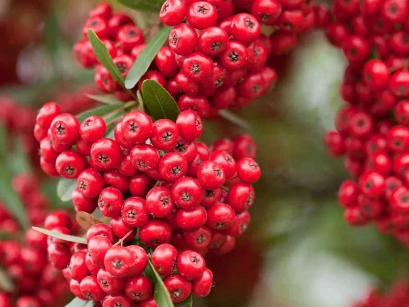 ognik-pyracantha-coccinea-czerwony