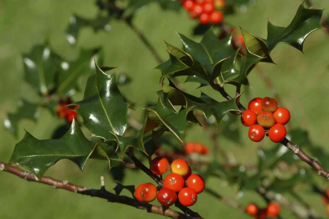 ostrokrzew-ilex