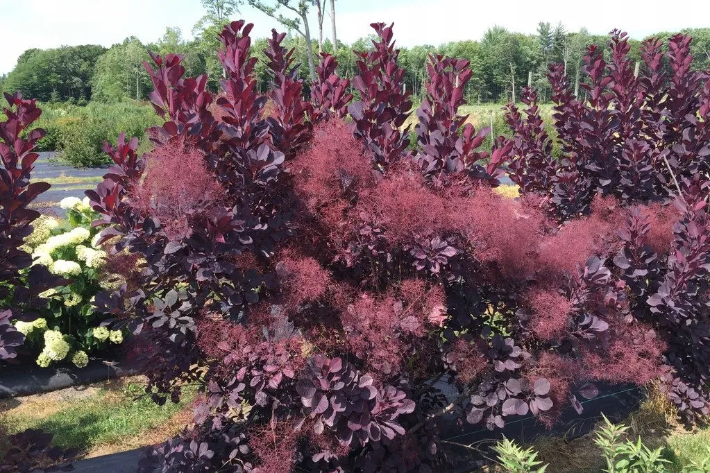 perukowiec-cotinus