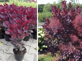 perukowiec-cotinus